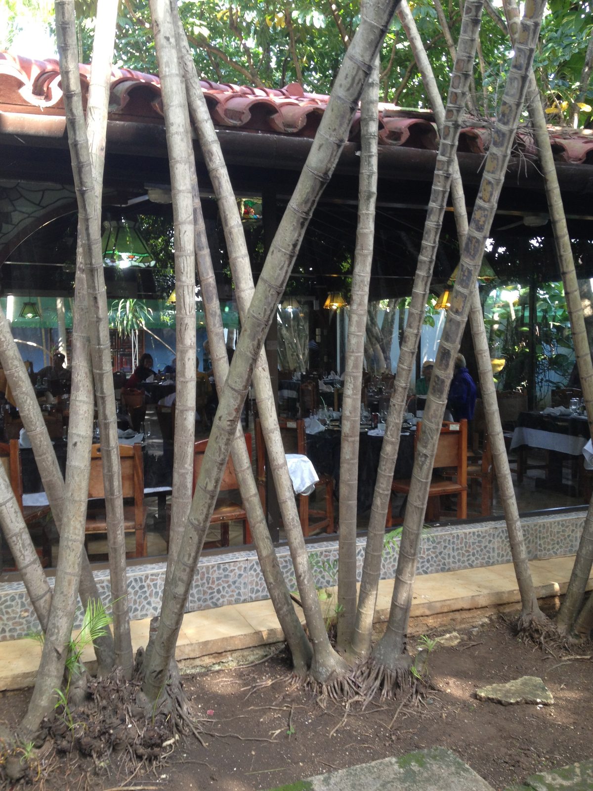 A lot of bambooo stands in Cuba